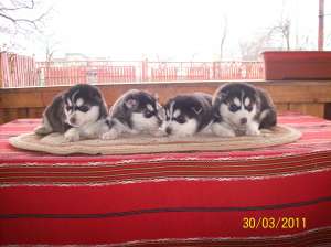 husky exemplare deosebite
