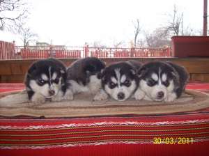 husky exemplare deosebite