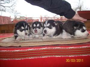 husky exemplare deosebite