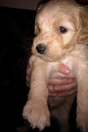 vand caniche apricot