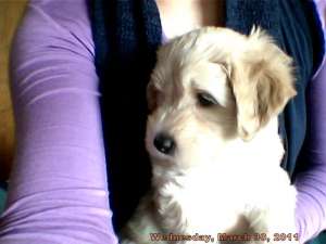 vand caniche apricot