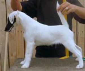 FOXTERRIER NETED