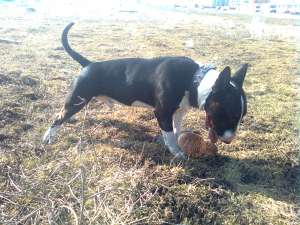 MASCULL BULL TERRIER PENTRU MONTA