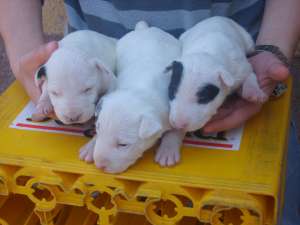 vand pui bull terrier