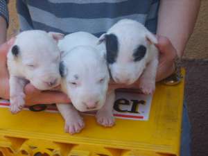 vand pui bull terrier