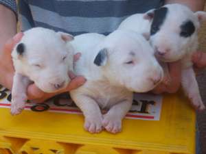 vand pui bull terrier