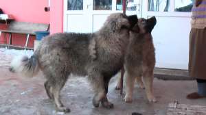 Ciobanesc Caucazian 5 luni