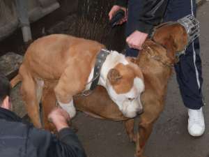 VAND PUII AMSTAFF