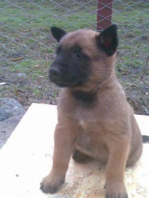 pui ciobanesc belgian malinois