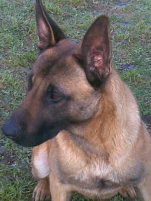pui ciobanesc belgian malinois