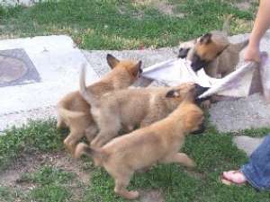 Vand pui Ciobanesc Belgian Malinois