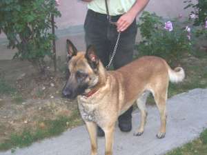 Vand pui Ciobanesc Belgian Malinois