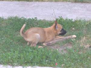 Vand pui Ciobanesc Belgian Malinois