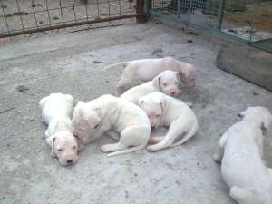 DOG ARGENTINIAN