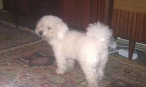 DAU LA MONTA MASCUL BICHON BOLOGNESE