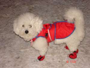 DAU LA MONTA MASCUL BICHON BOLOGNESE