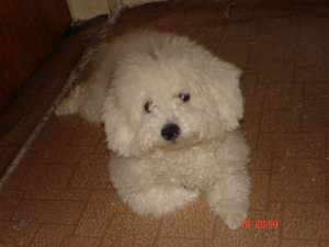 DAU LA MONTA MASCUL BICHON BOLOGNESE