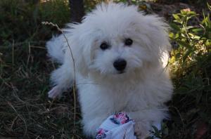 DAU LA MONTA MASCUL BICHON BOLOGNESE
