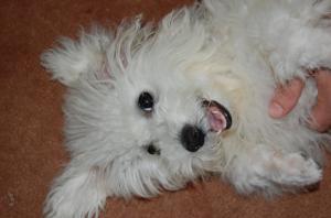 DAU LA MONTA MASCUL BICHON BOLOGNESE