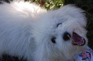 DAU LA MONTA MASCUL BICHON BOLOGNESE