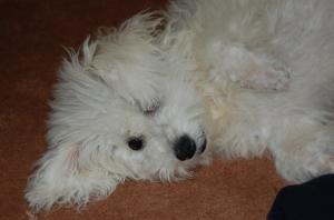 DAU LA MONTA MASCUL BICHON BOLOGNESE