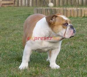 bulldog englez de vanzare