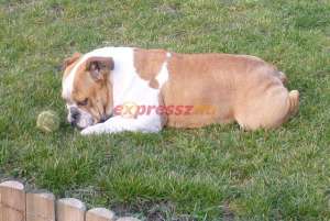 bulldog englez de vanzare