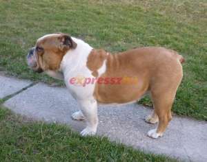 bulldog englez de vanzare