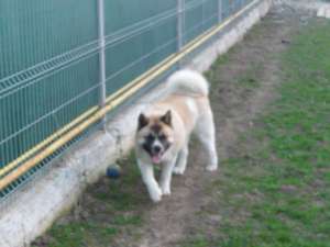 akita american pentru monta