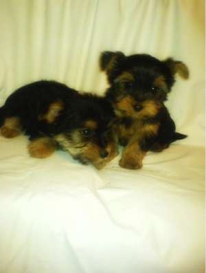 yorki,  ,  beagle,  mops