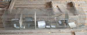 Vand Custi Chinchilla