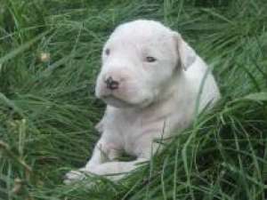 VAND CATEI DOG ARGENTINIAN