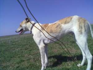 catel ogar greyhound de vanzare