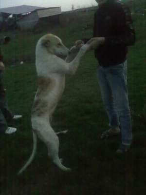 catel ogar greyhound de vanzare
