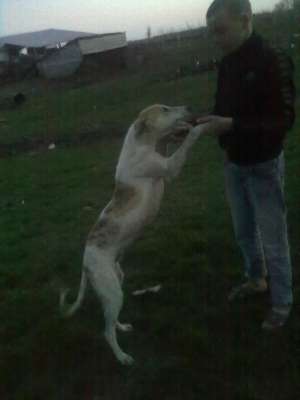 catel ogar greyhound de vanzare