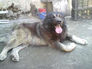ciobanesc caucazian