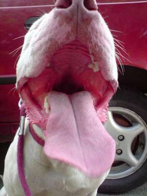 Ofer amstaff pentru monta