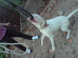 Ofer amstaff pentru monta