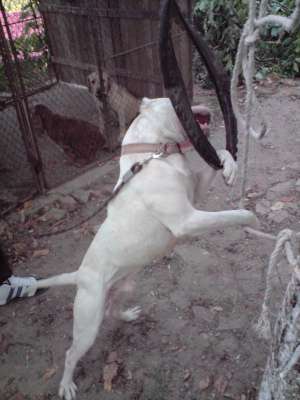 Ofer amstaff pentru monta