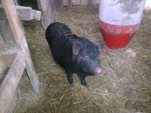 Vand porci vietnamezi