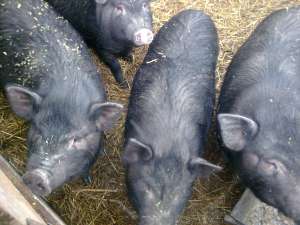 Vand porci vietnamezi