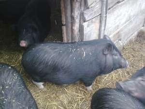 Vand porci vietnamezi