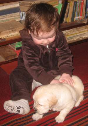 catelusi golden retriever
