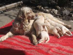 catelusi golden retriever