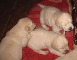 catelusi golden retriever
