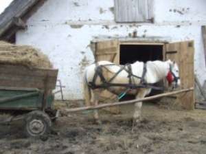 Vand cal semigreu