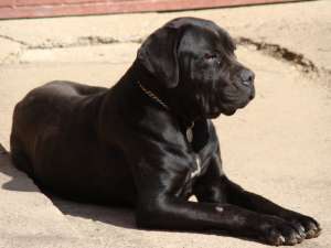 femela cane corso