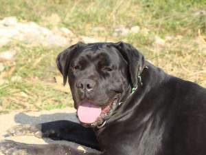 femela cane corso