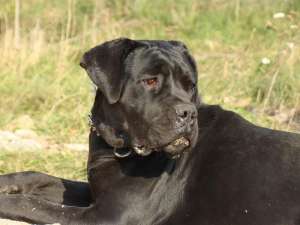 femela cane corso
