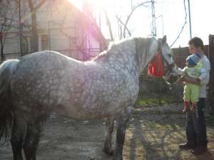 vand o iaba sura de 780 kg